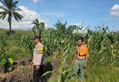 Bhabinkamtibmas Polsek Teunom Pantau Progres Pertumbuhan Jagung Kelompok Tani Singa Tani, Dukung Ketahanan Pangan Nasional